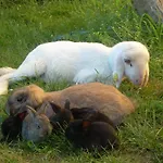 Farm stay Kerndlerhof Ybbs an der Donau