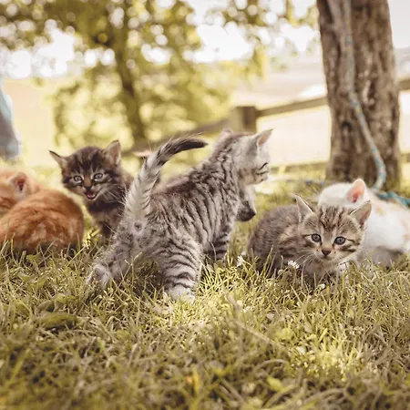 Kerndlerhof Alloggio per agriturismo Ybbs an der Donau