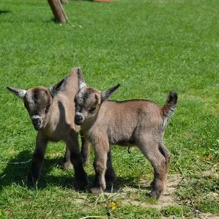 Alloggio per agriturismo Kerndlerhof