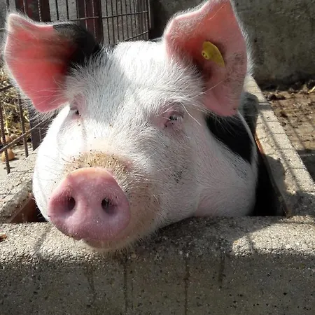 Alojamento de Turismo Rural Kerndlerhof Ybbs an der Donau