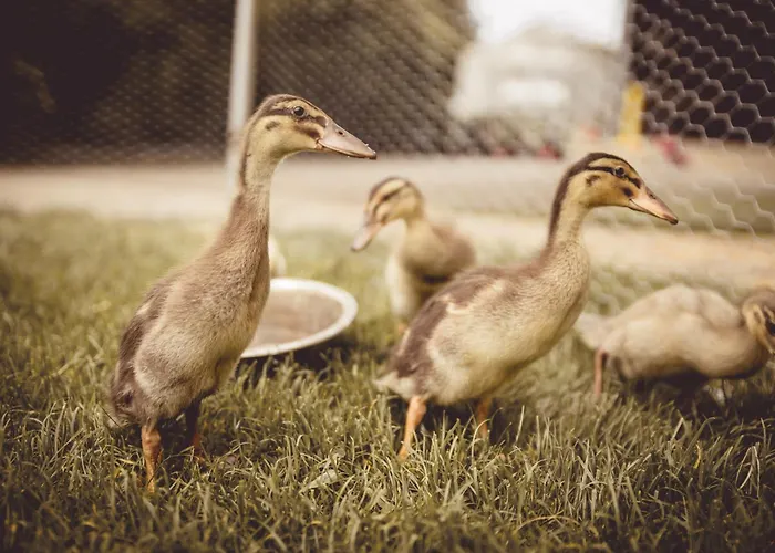 Kerndlerhof Farm stay *