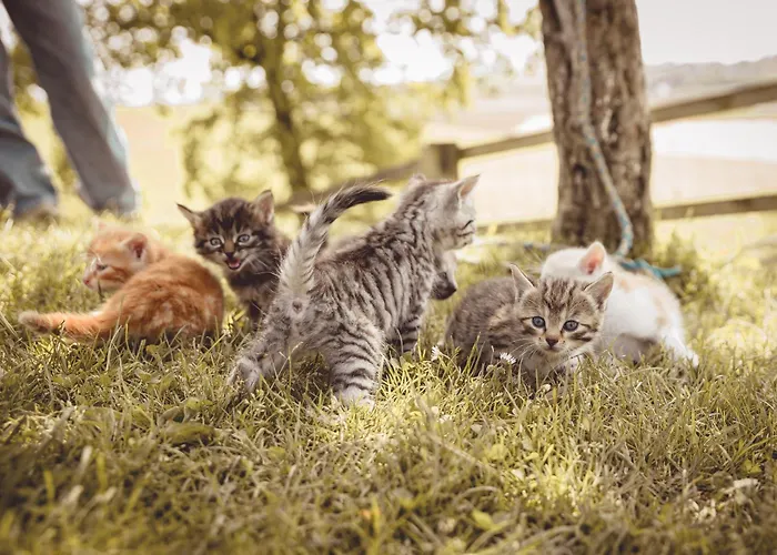 Kerndlerhof Farm stay Ybbs an der Donau