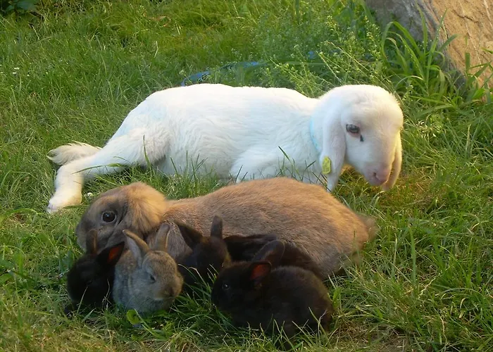 Farm stay Kerndlerhof Ybbs an der Donau