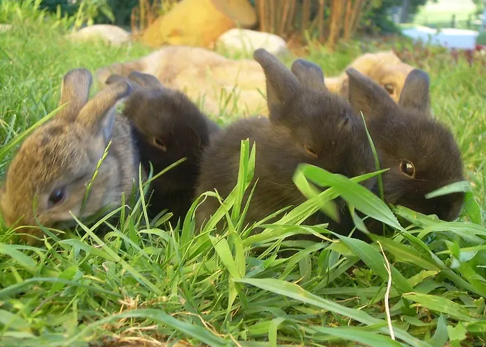 Farm stay Kerndlerhof *