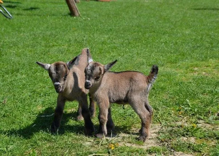 Farm stay Kerndlerhof