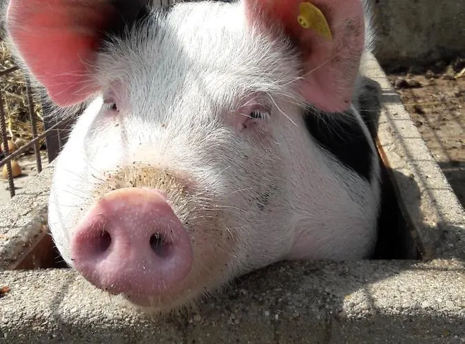 Farm stay Kerndlerhof Ybbs an der Donau